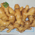 Best Quality Ginger price of fresh ginger